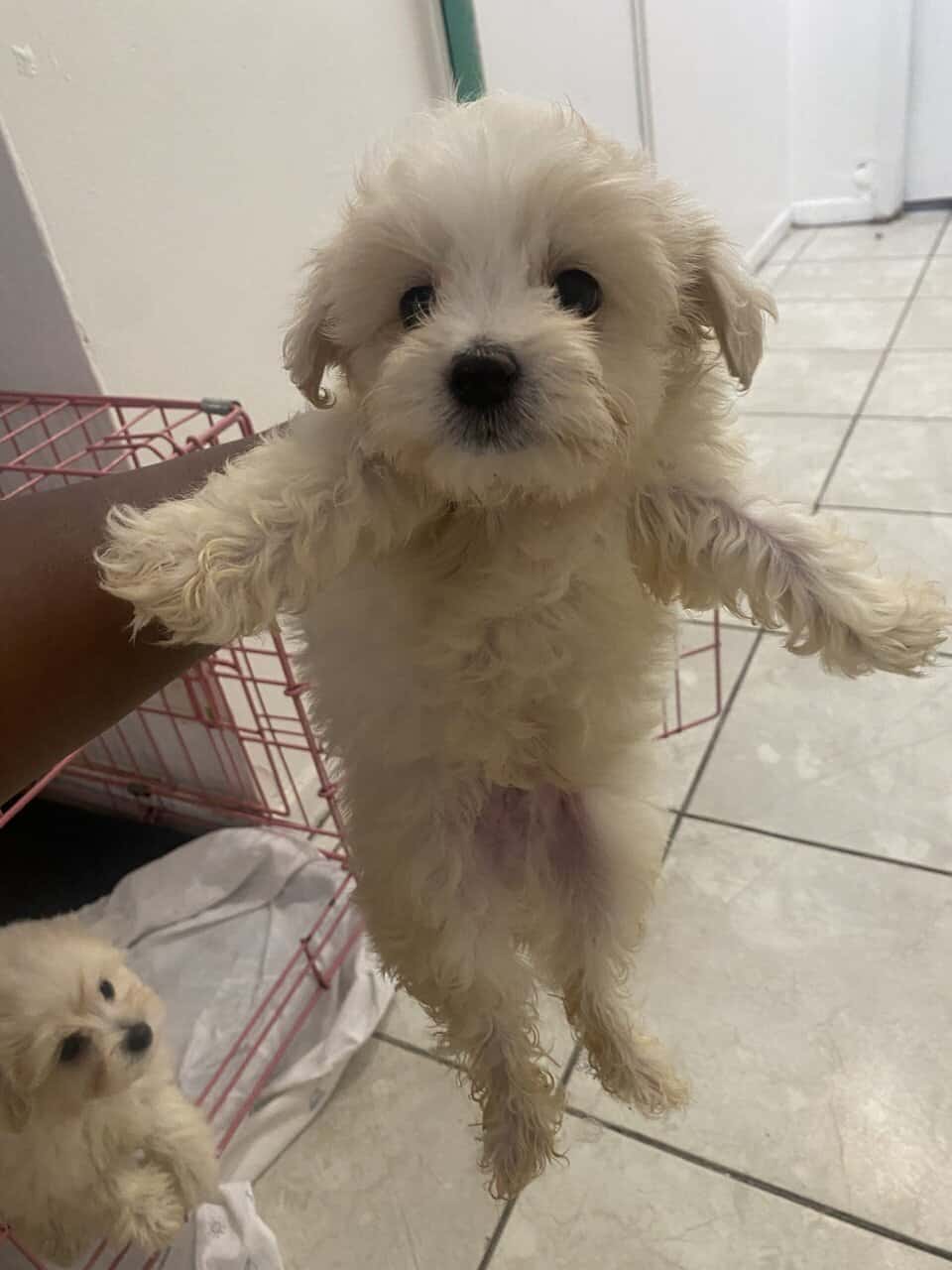 Maltipoo Puppies for sell image 4
