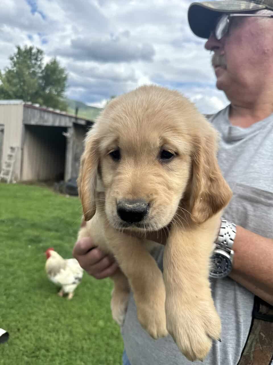 AKC Golden Retriever Puppies image 3
