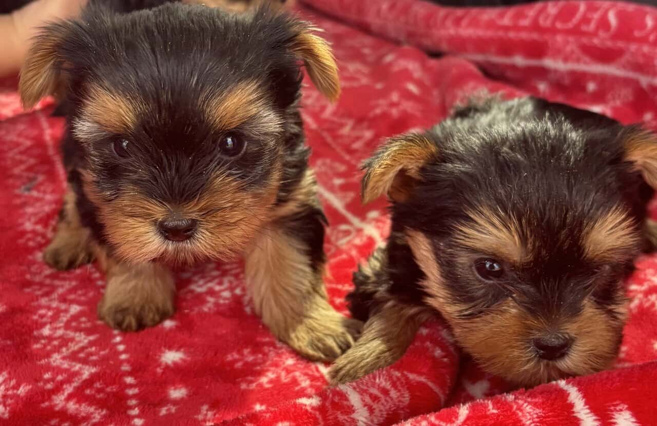Pure bred Yorkshire Terriers image 8