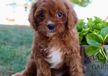 Parker Male Cavapoo