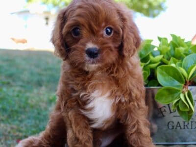 Parker Male Cavapoo