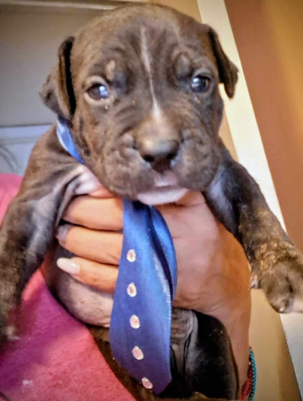 Pupp's image 4