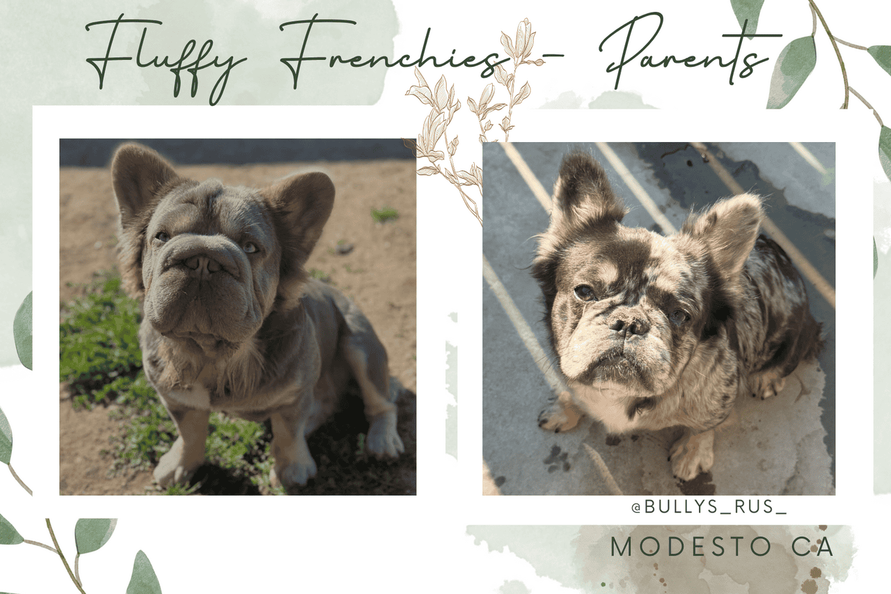 Big Rope Merle Fluffy French Bulldog Pups image 3