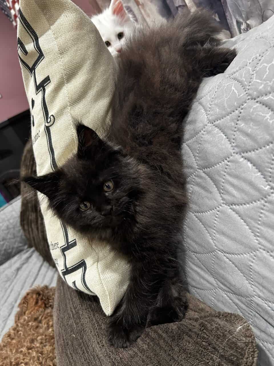 Maine Coon Kittens image 5