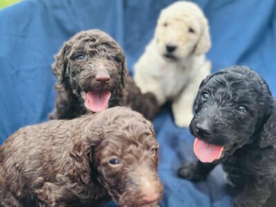 Standard poodles puppies .Houston Tx