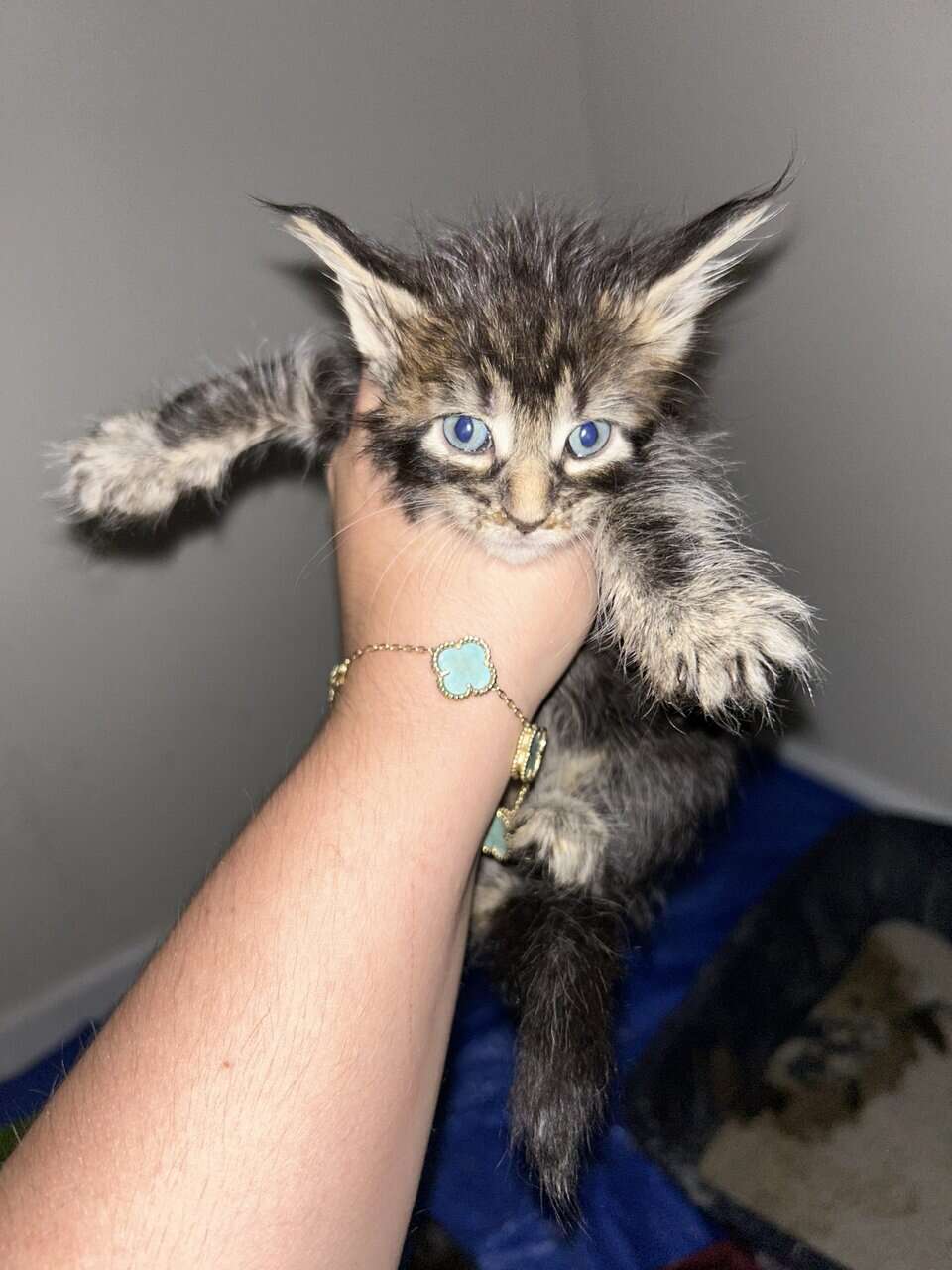 EUROPEAN GORGEOUS MAINE COON Kittend tica text image 2