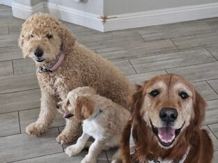 Goldendoodle Puppies