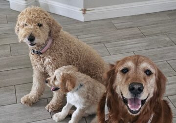 Goldendoodle Puppies