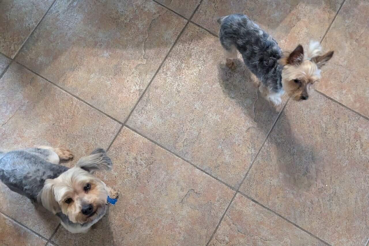 Yorkie Puppies image 1