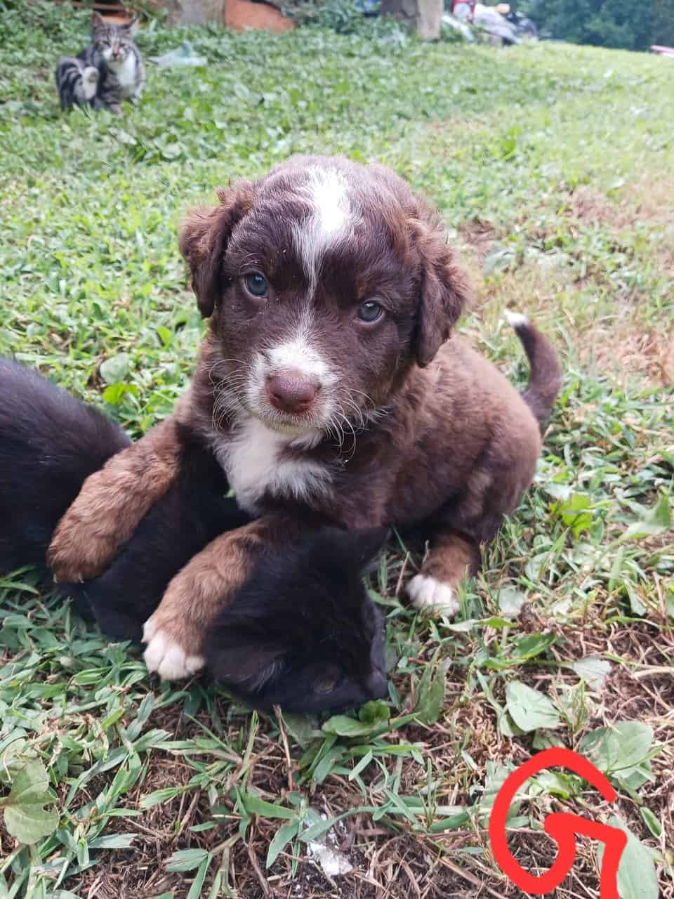 Australian Shepherd Puppies image 7