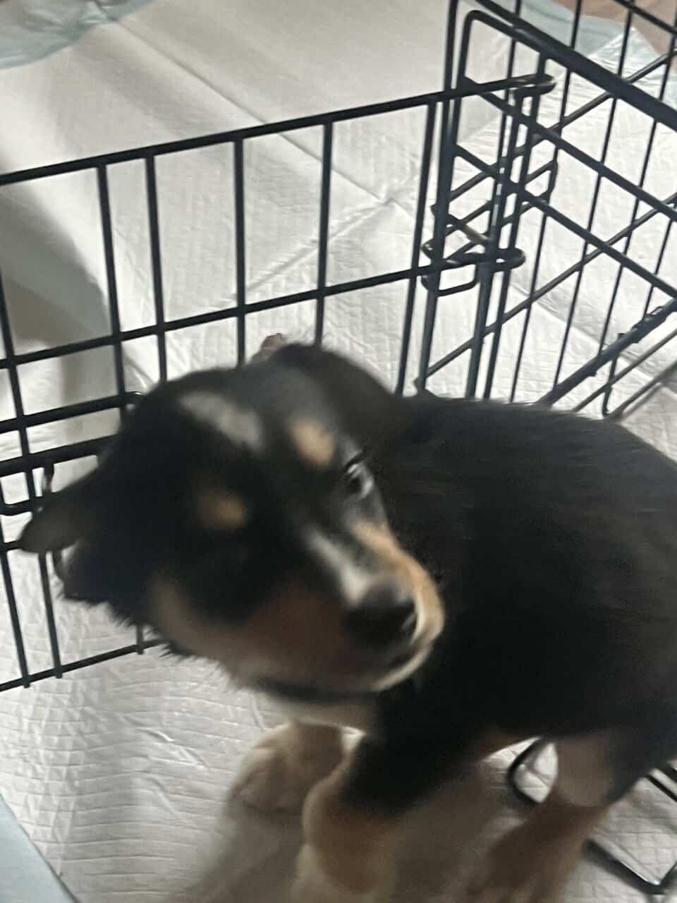 Puppies image 1