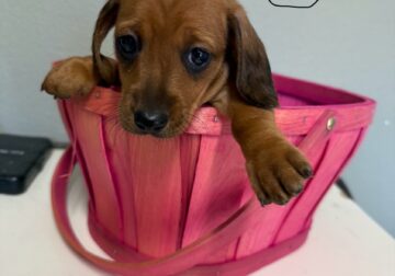Dachshund Puppies