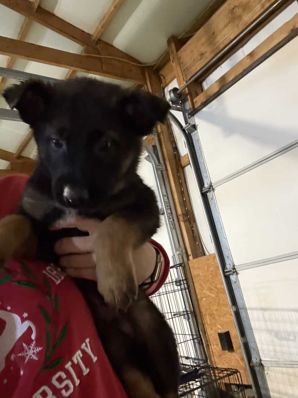 Litter of 7 German Shepard and Belgian Malinios image 4