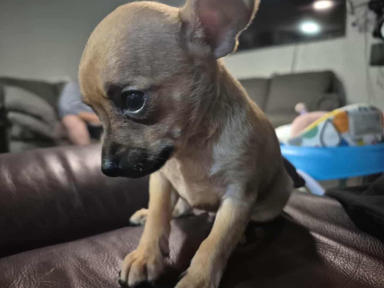 Rehoming Chihuahua Puppies image 2