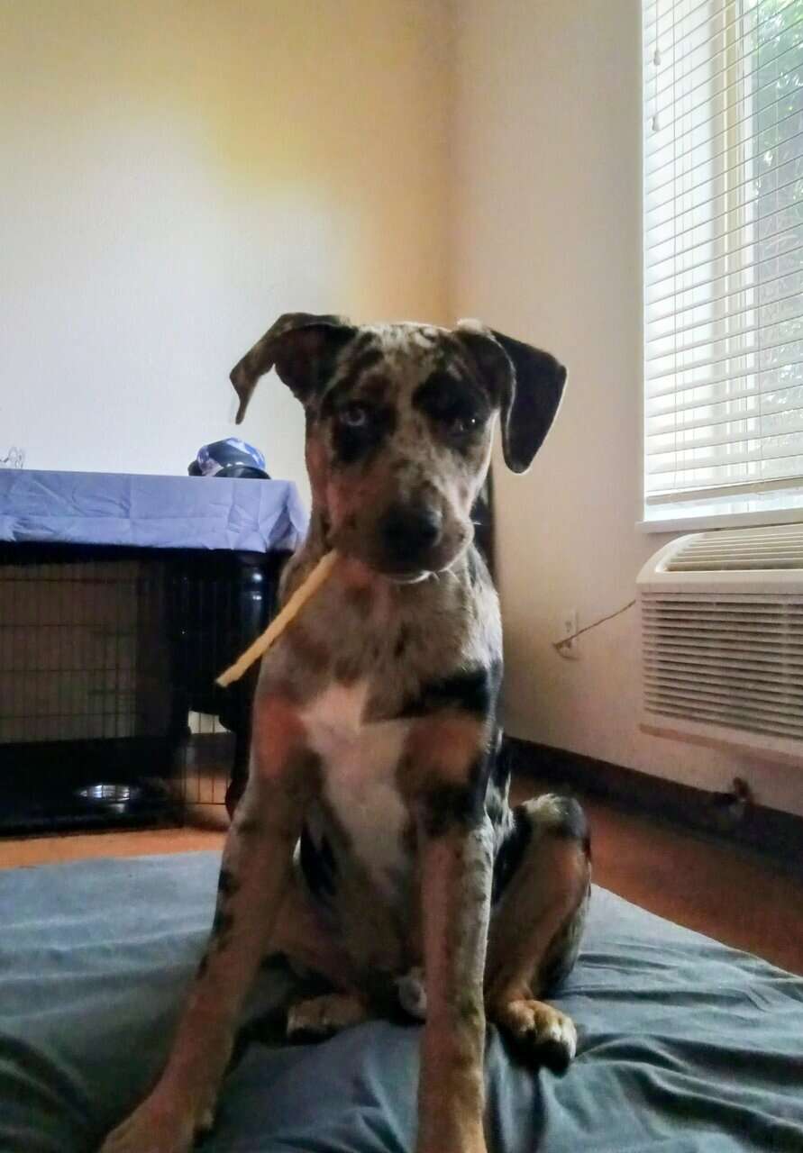 Catahoula leopard puppy image 1