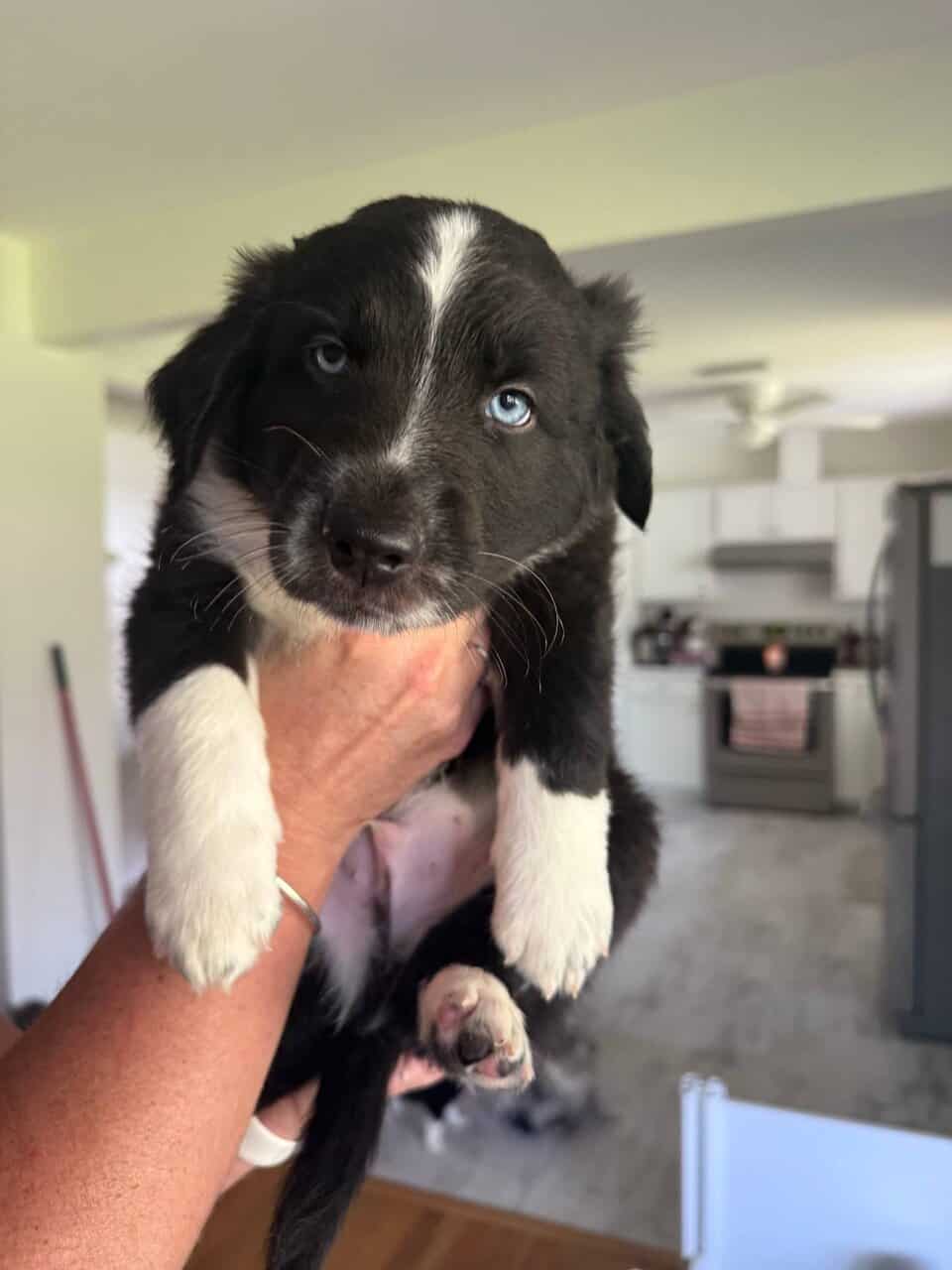 Australian Shepherd image 2