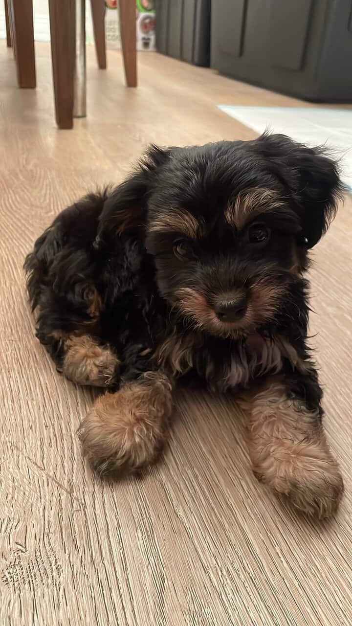 Buddy image 5