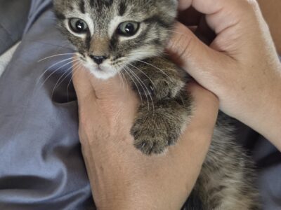 Mini tiger kitten needs loving home ❤️