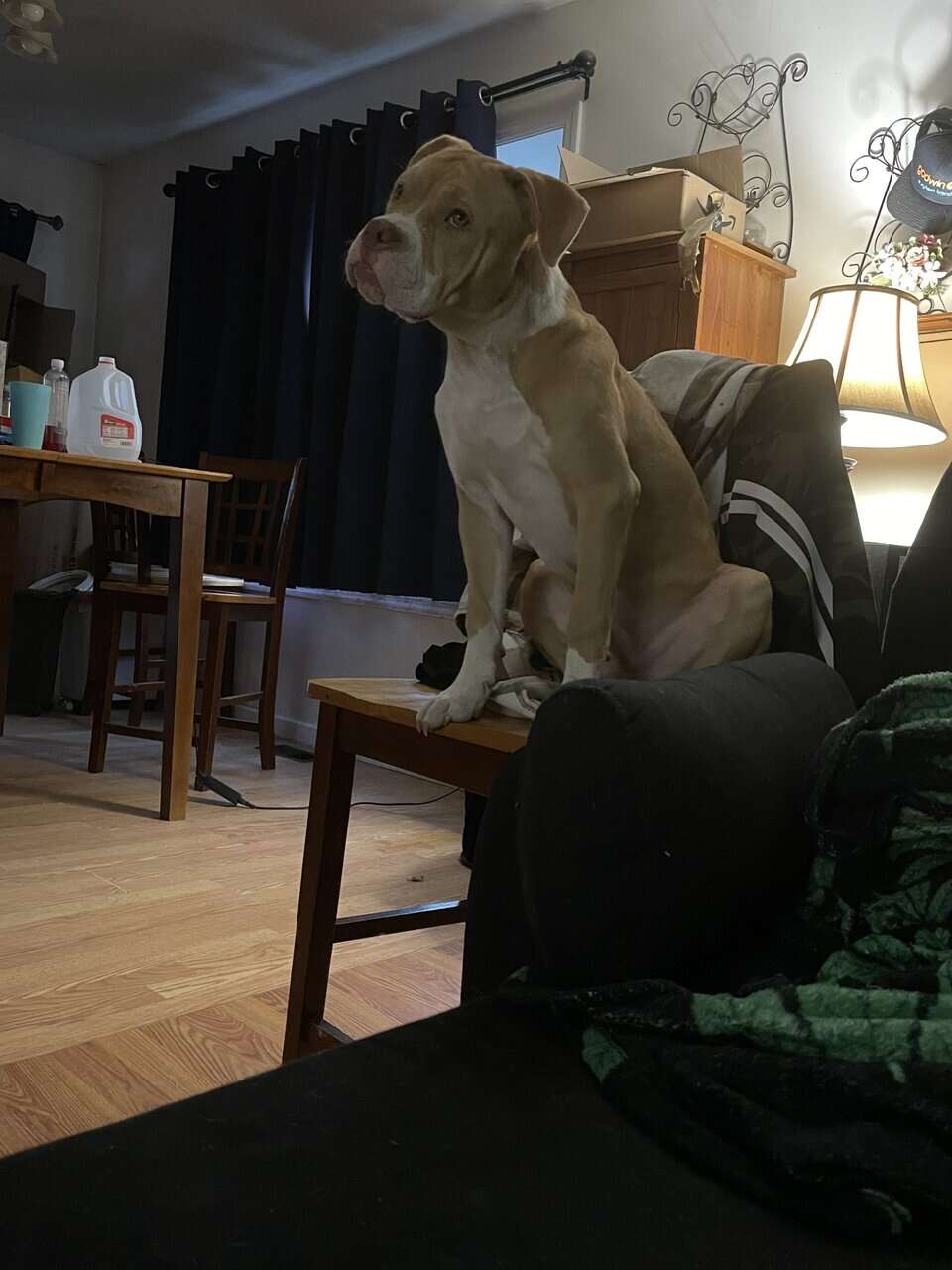 Chubs image 5