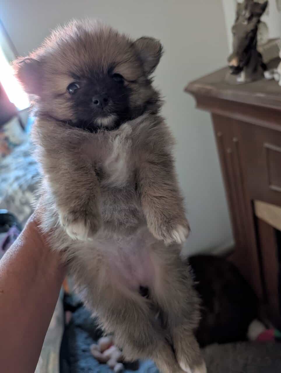 Pommeranians puppies image 3