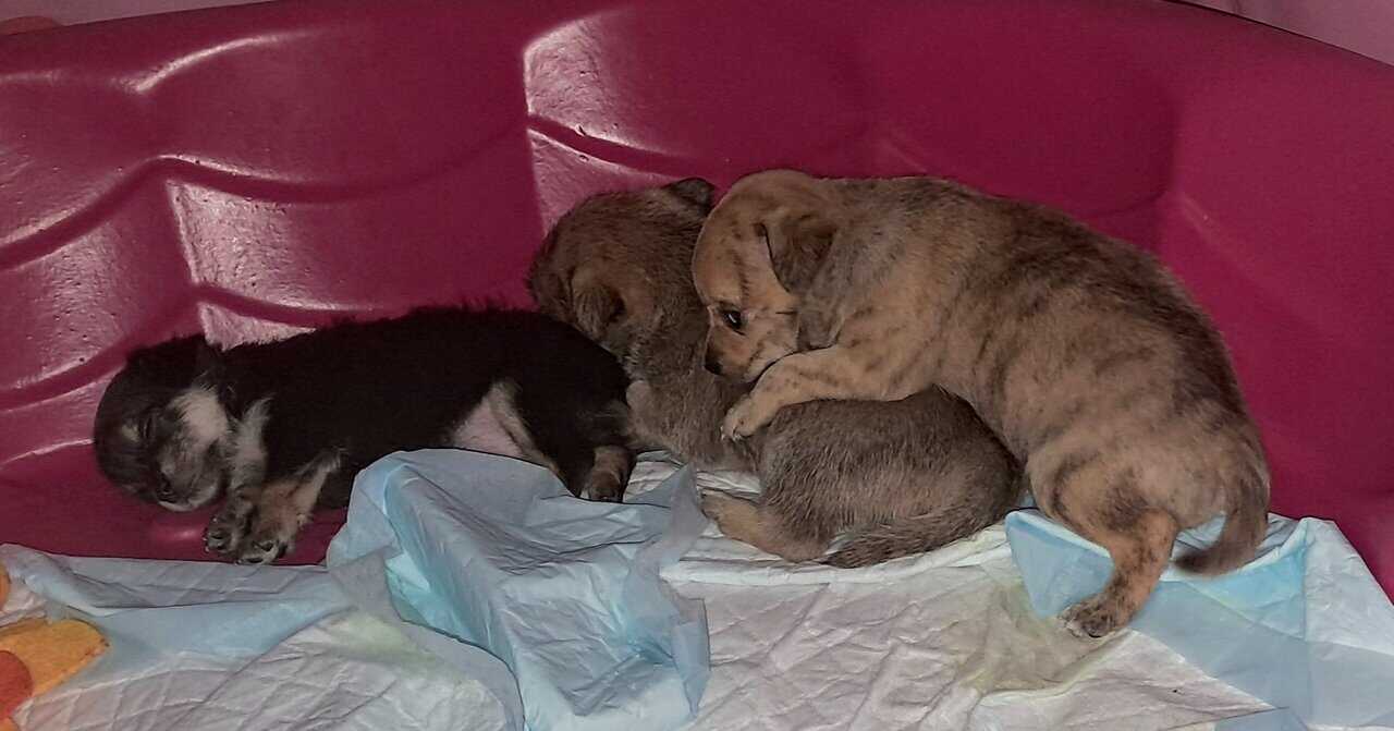Litter of 4 born 8/1 Chihuahua and Chichi image 1