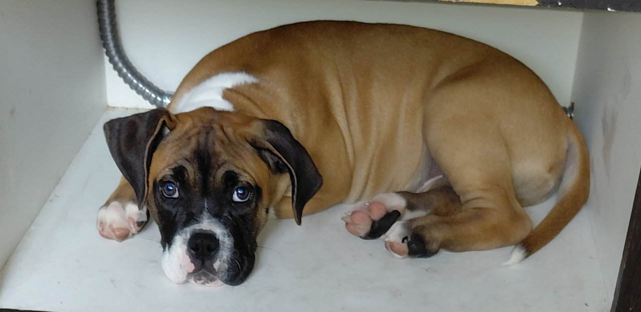 Puppy image 2