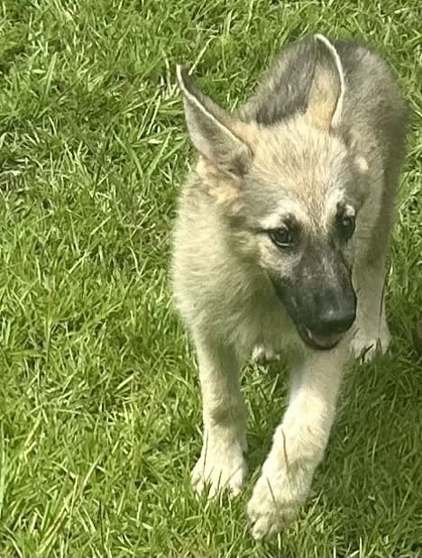 German Shepherd Puppies ready for forever home image 1