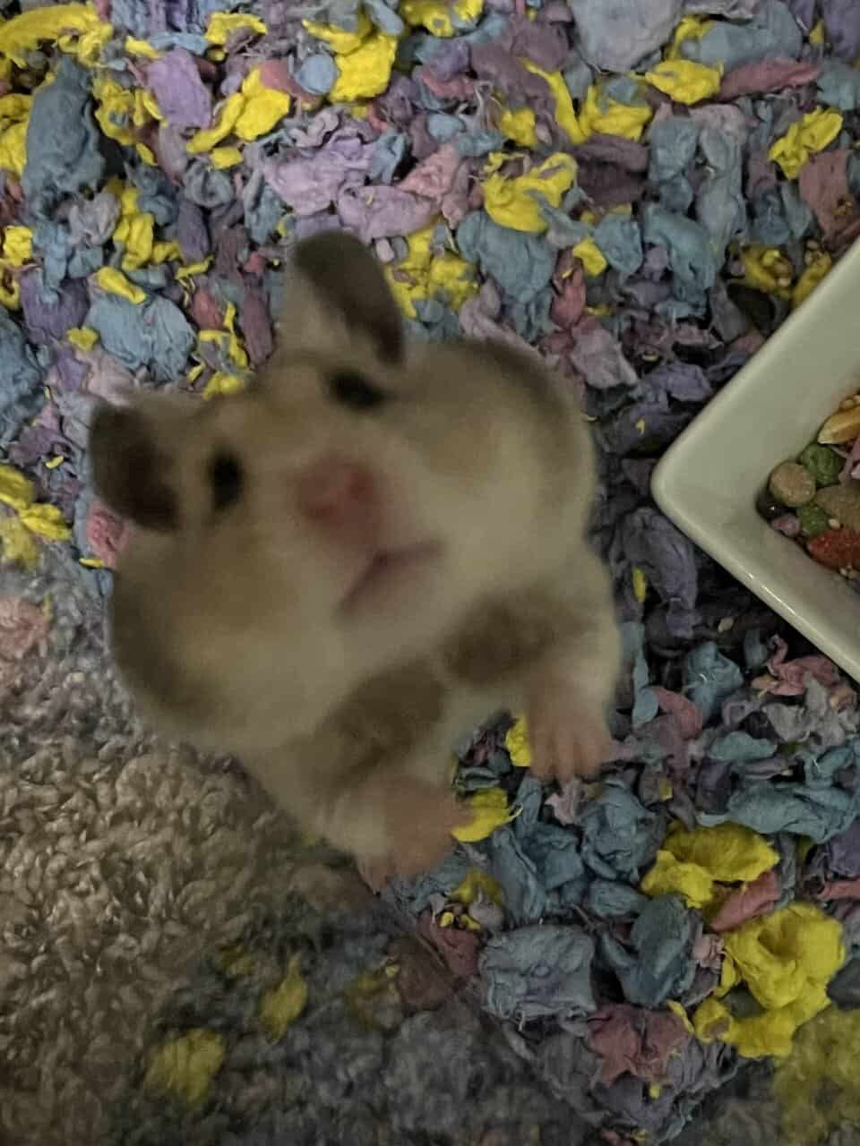 Free hamsters image 3