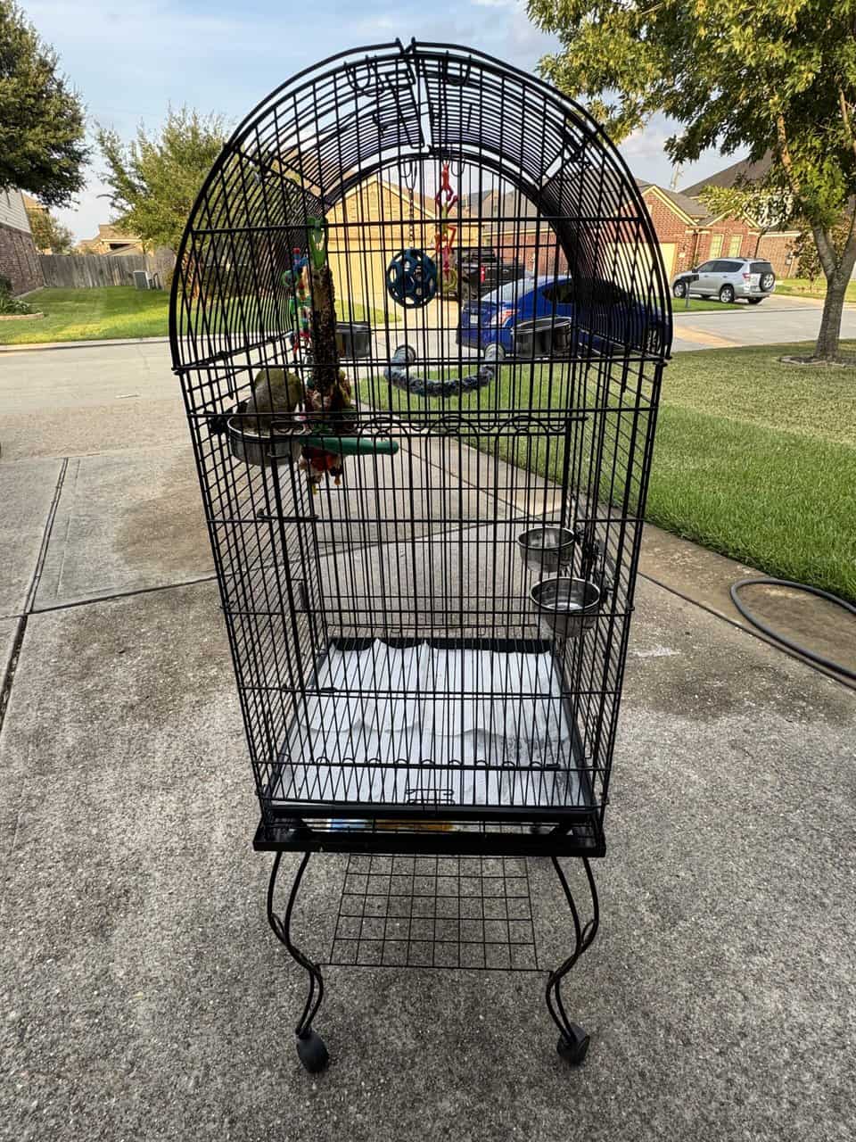 Peach Check Conure w/ cage image 3