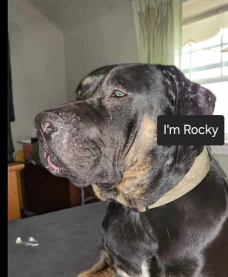 New hime for Rocky image 1