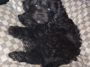 Cavapoo- Curly Cutie