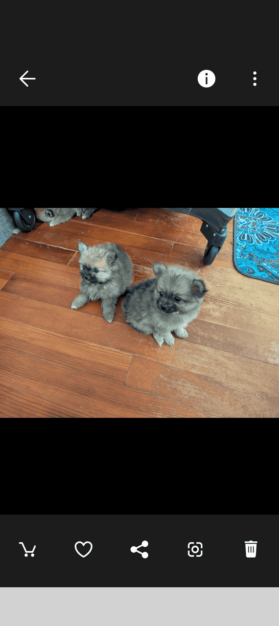 Pommeranians puppies image 2
