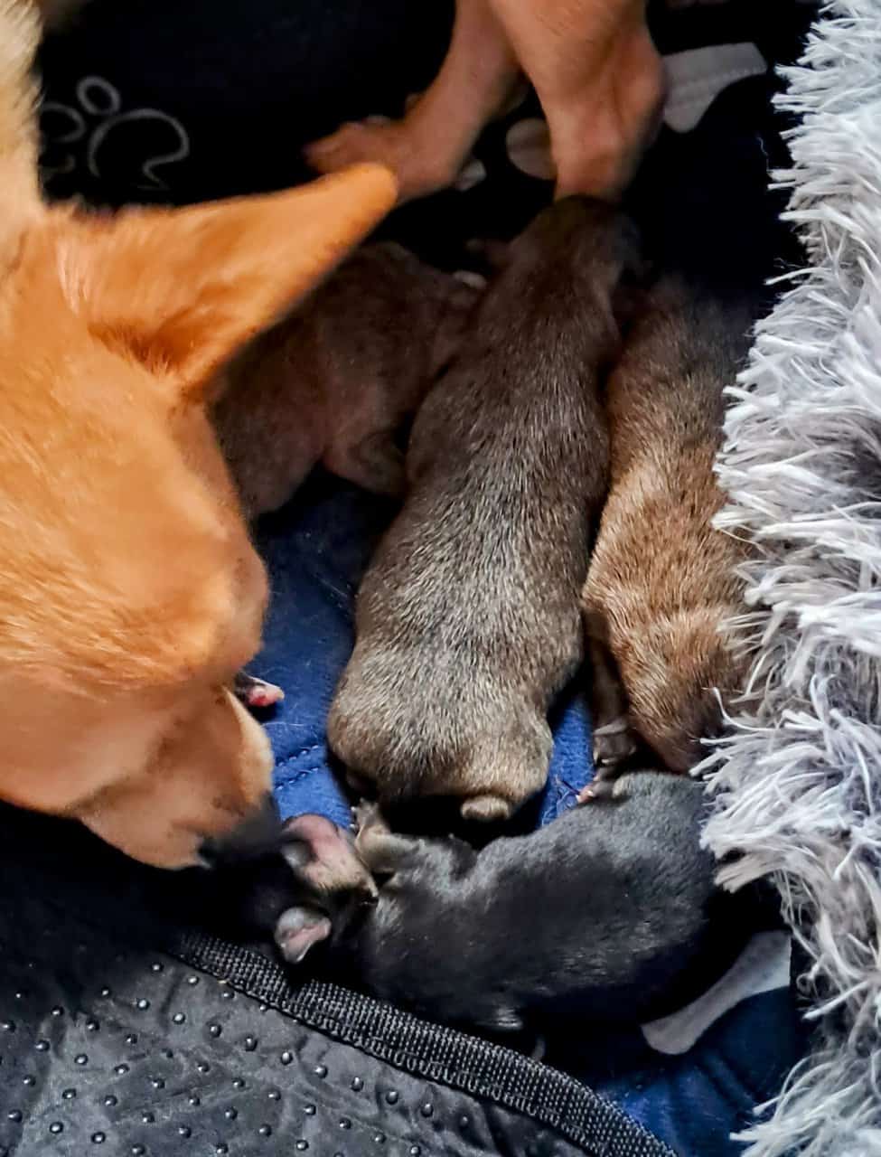 Litter of 4 born 8/1 Chihuahua and Chichi image 12