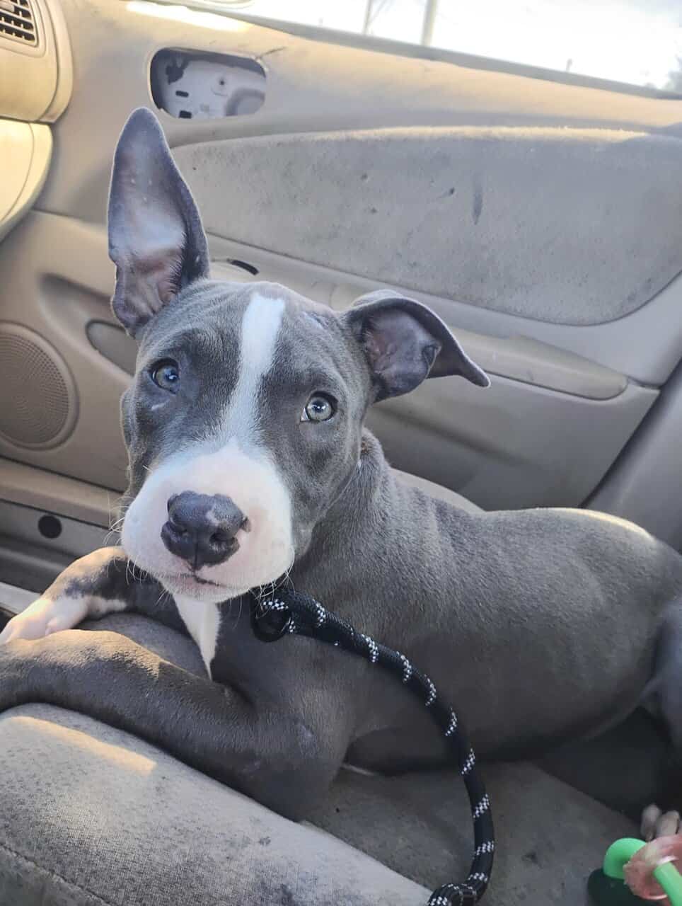 Bully American sataffoard pitbull image 1