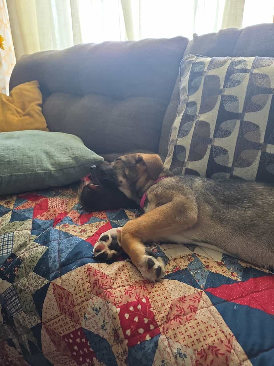 German shepherd puppies image 2