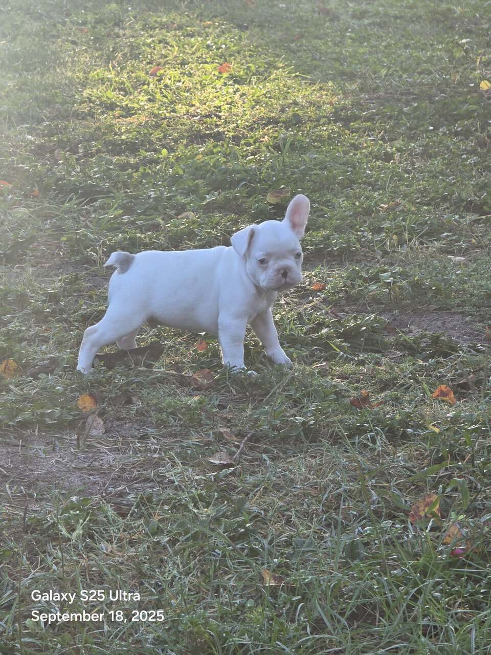 French bulldog babies image 2