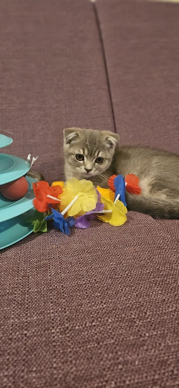 Scottish Fold/Straight cats for sale image 9