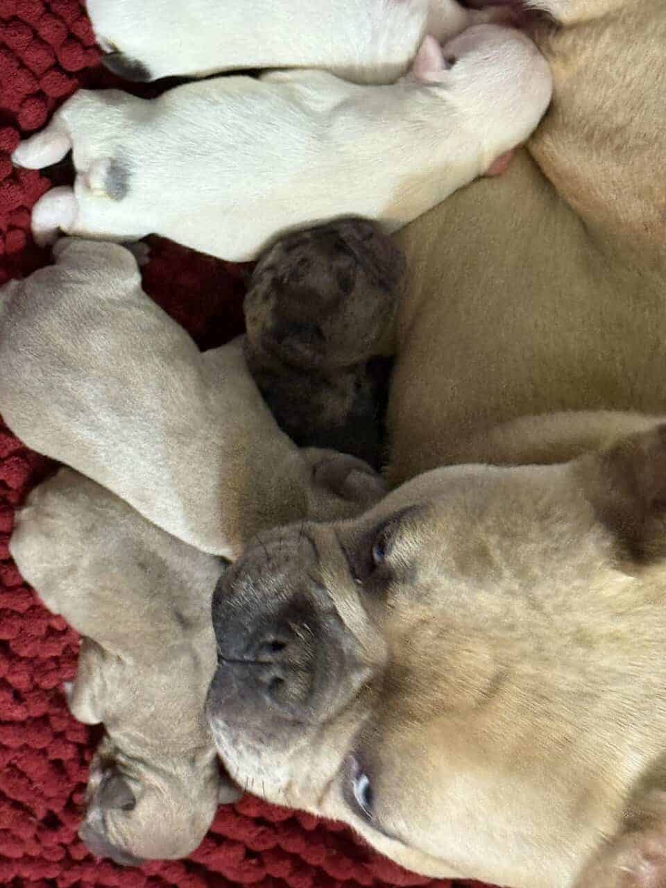 French bulldog babies image 23