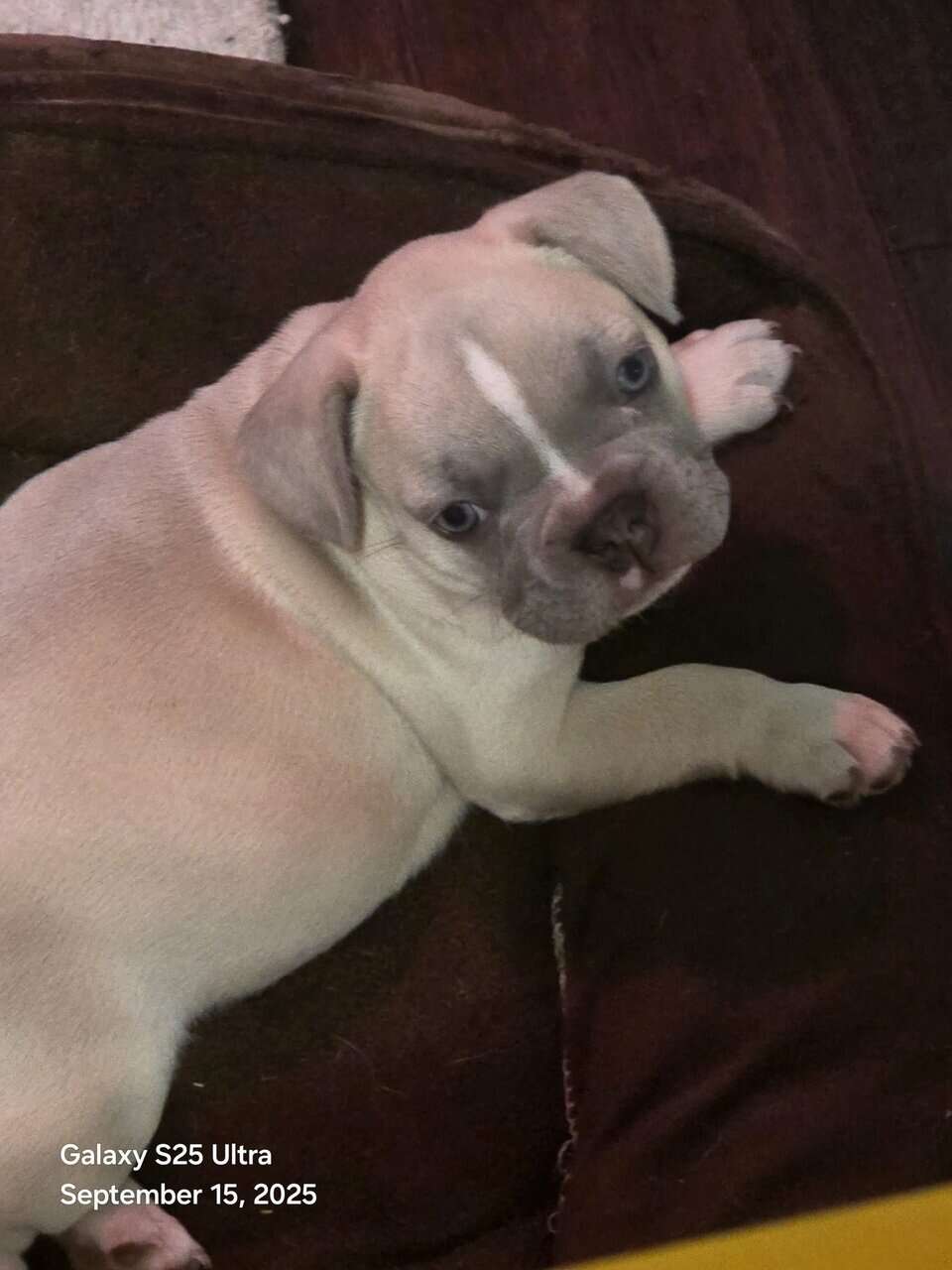 French bulldog babies image 3