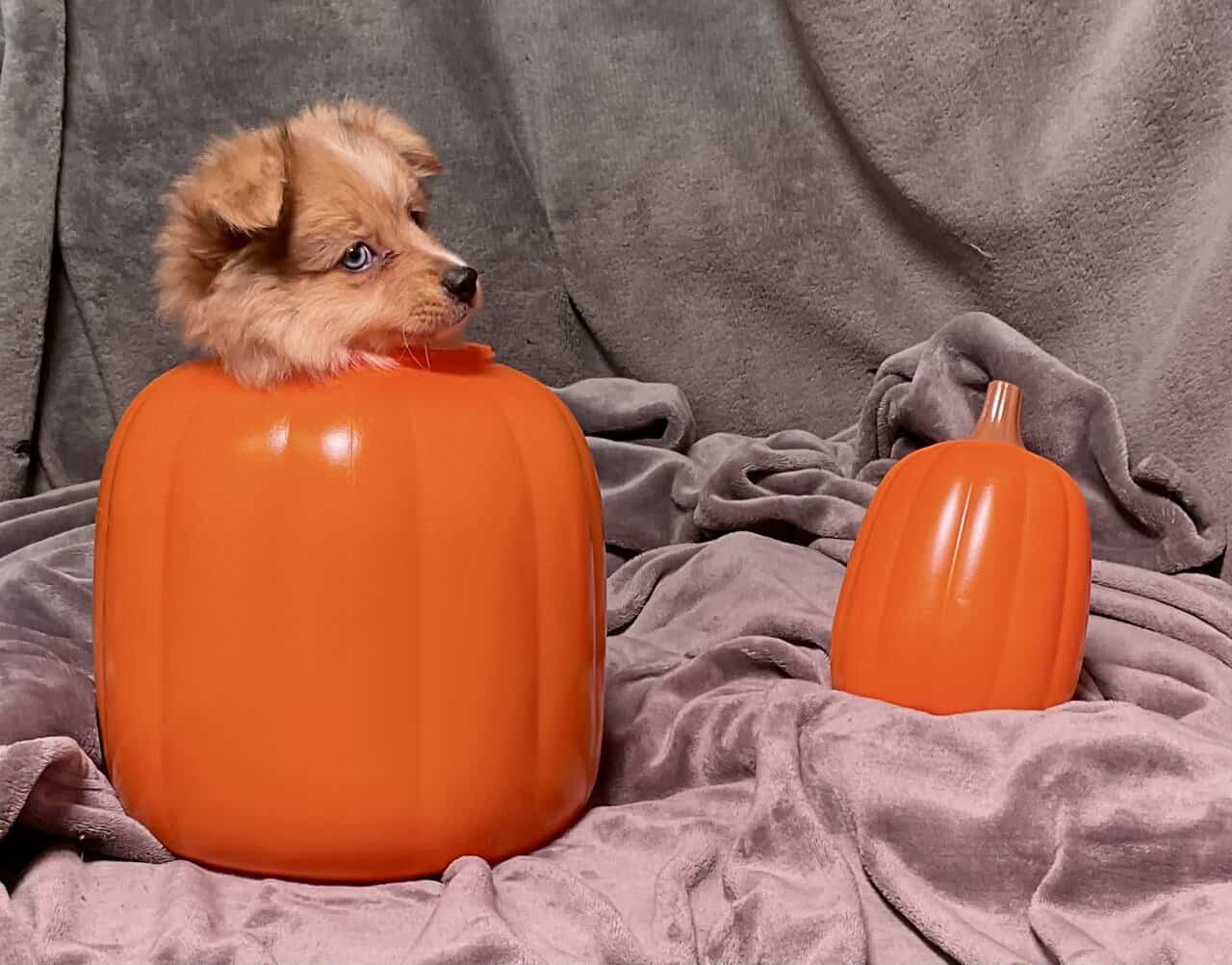 AussiePom Puppies image 4