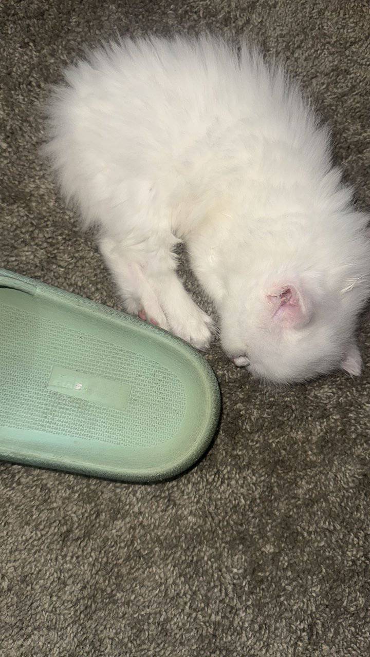 White color and has two different color eyes image 1