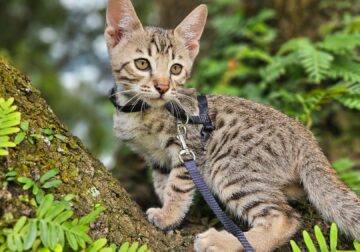 F6 Mr Blue-Supreme Grand Champion Sired Savannah