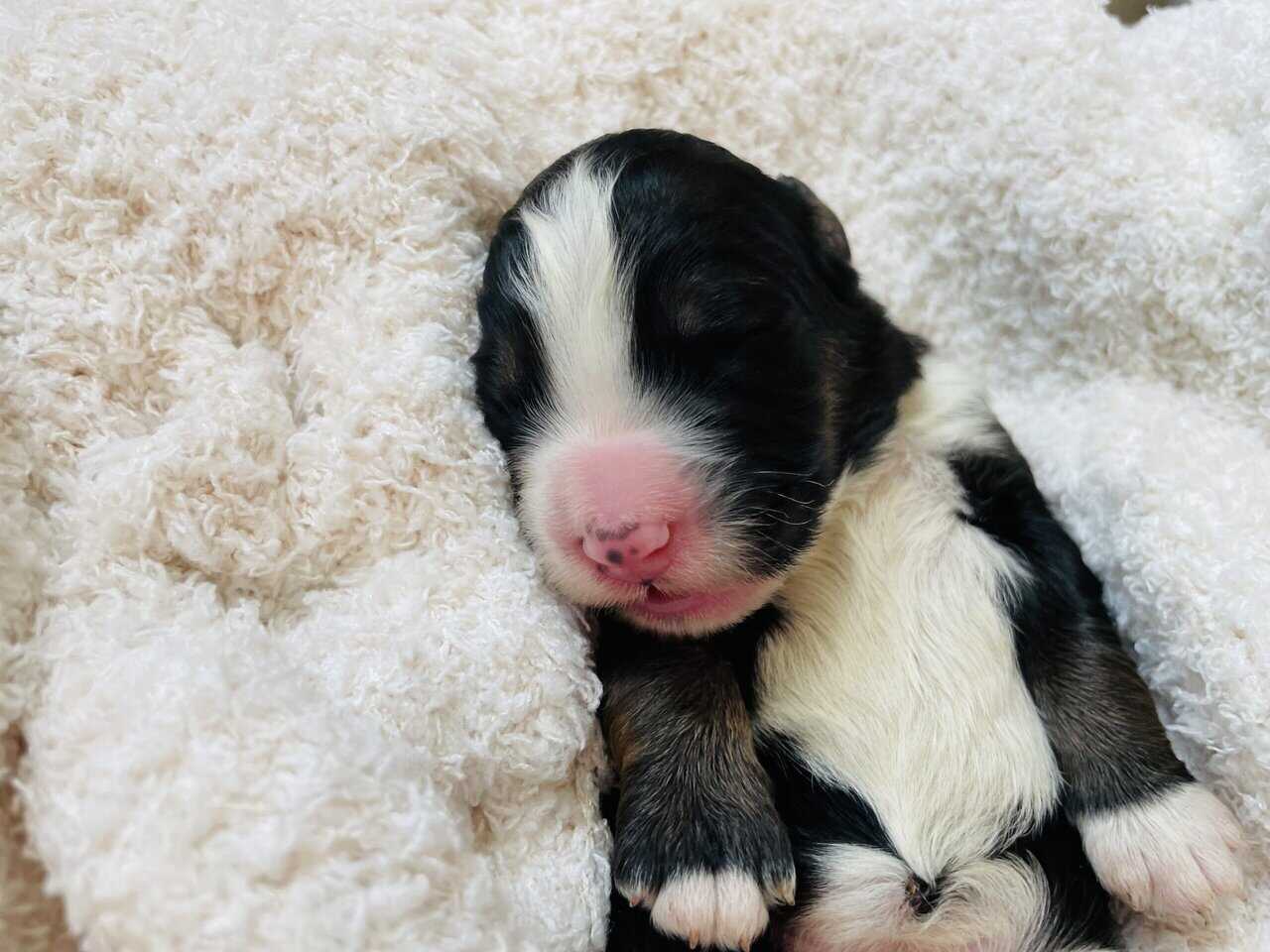 Bernedoodle F1 puppies image 14
