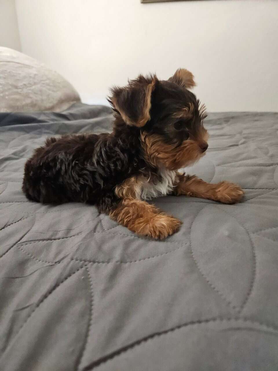 Chocolate Yorkshire Terrier Male image 7