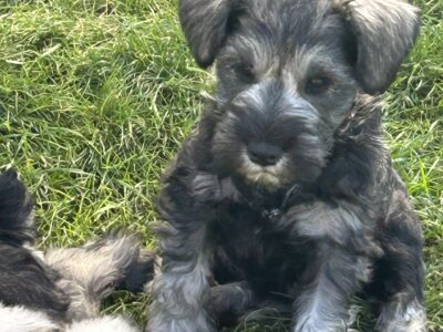 MINIATURE SCHNAUZER PUPPY