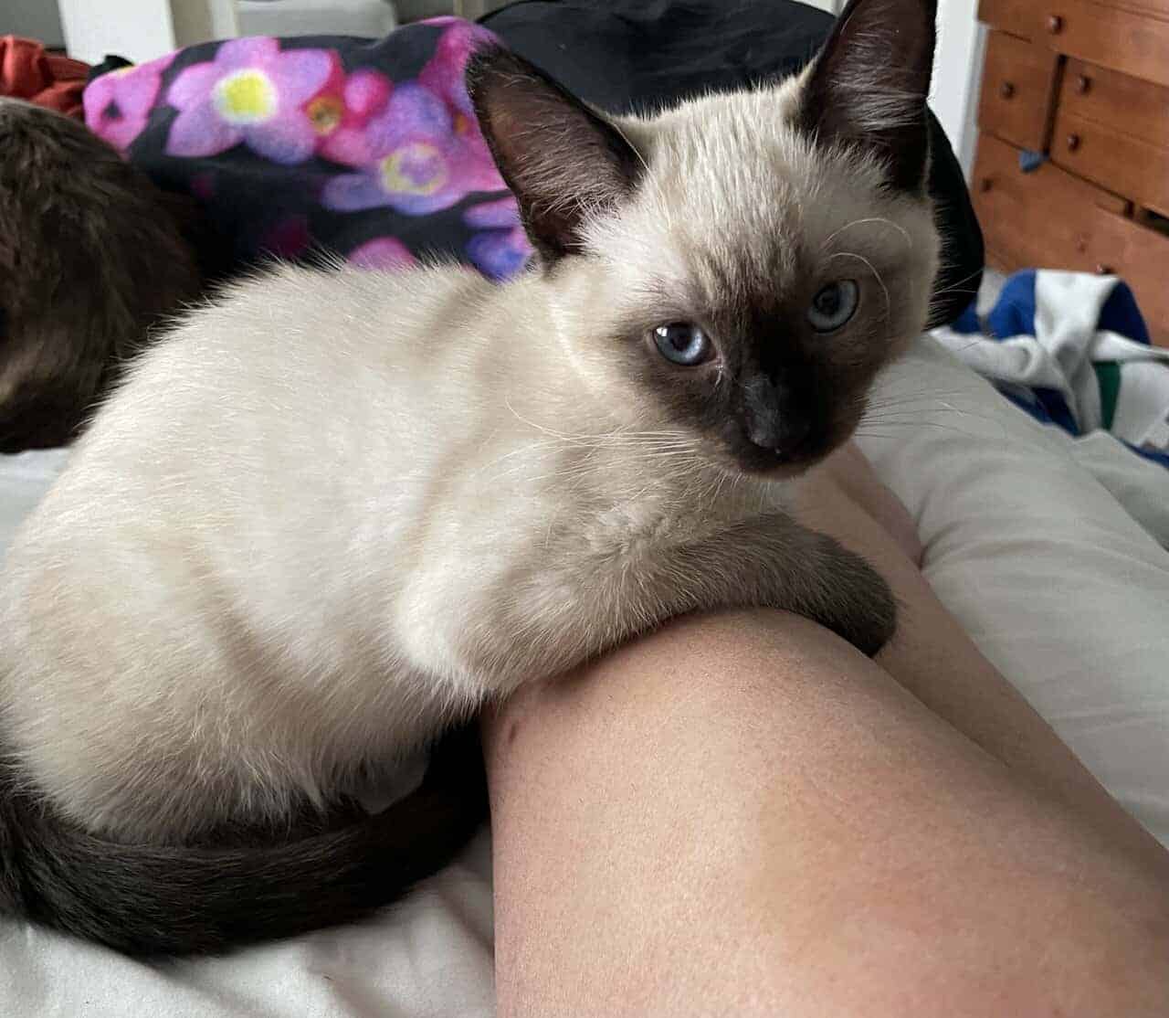 Siamese kitten image 5