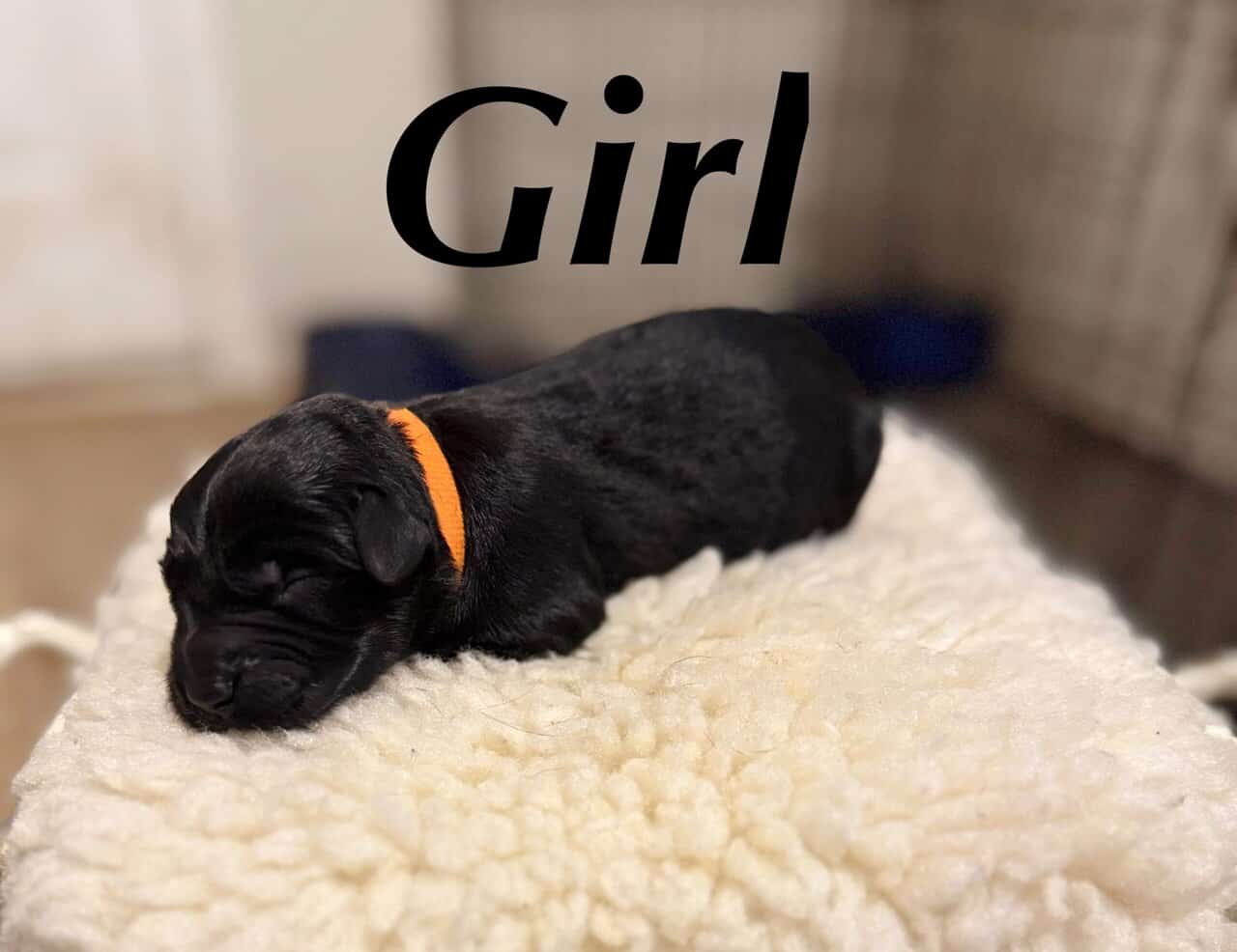 Giant Schnauzer/Great Dane mix Puppies image 5