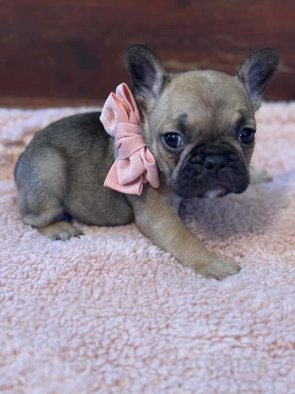 French Bulldog puppies image 4