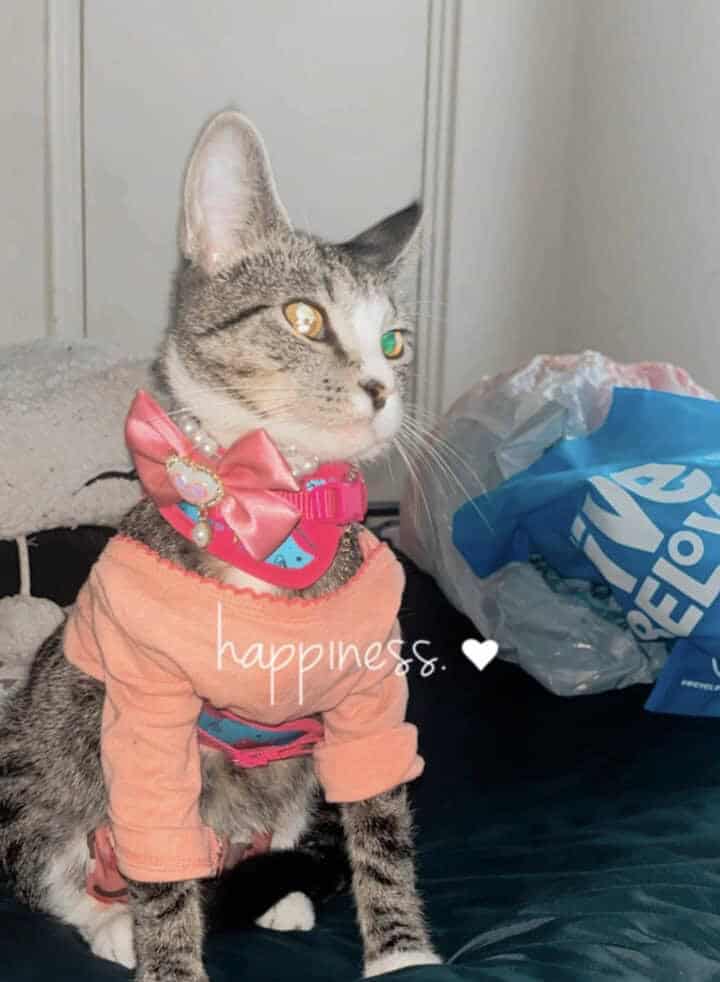 Loveing shy cat image 1