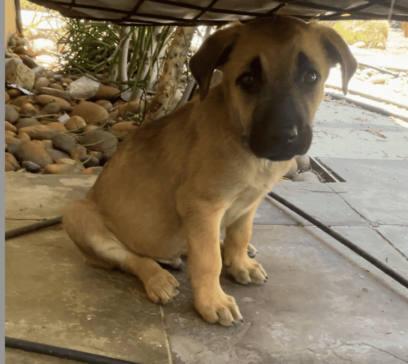 Mountain Kerr / German shepherd mix Puppies image 4